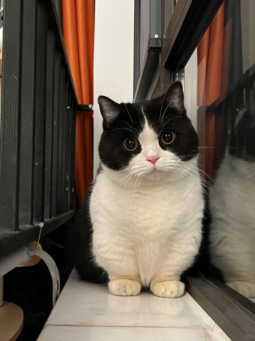 站岗小猫🐈