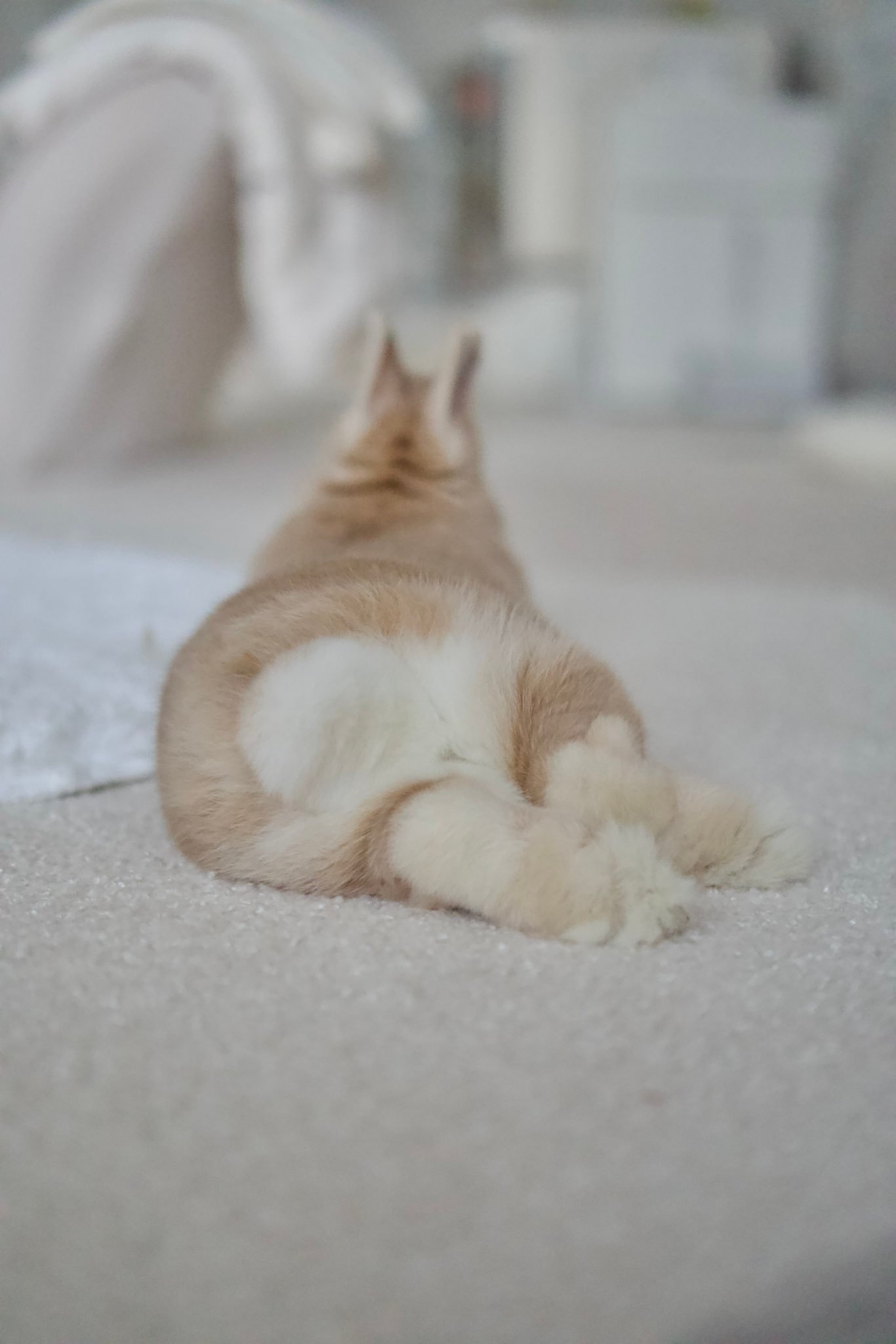 肥美的兔兔PP【推：YOYO🐰🎨(Mimi＆Roy)】 