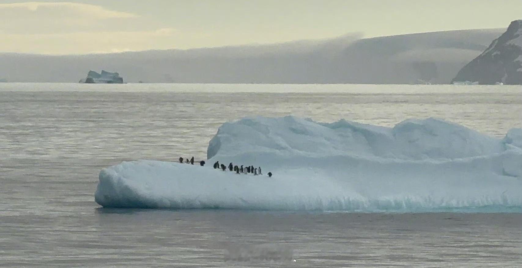 吴京晒南极随拍，确实好会拍 
