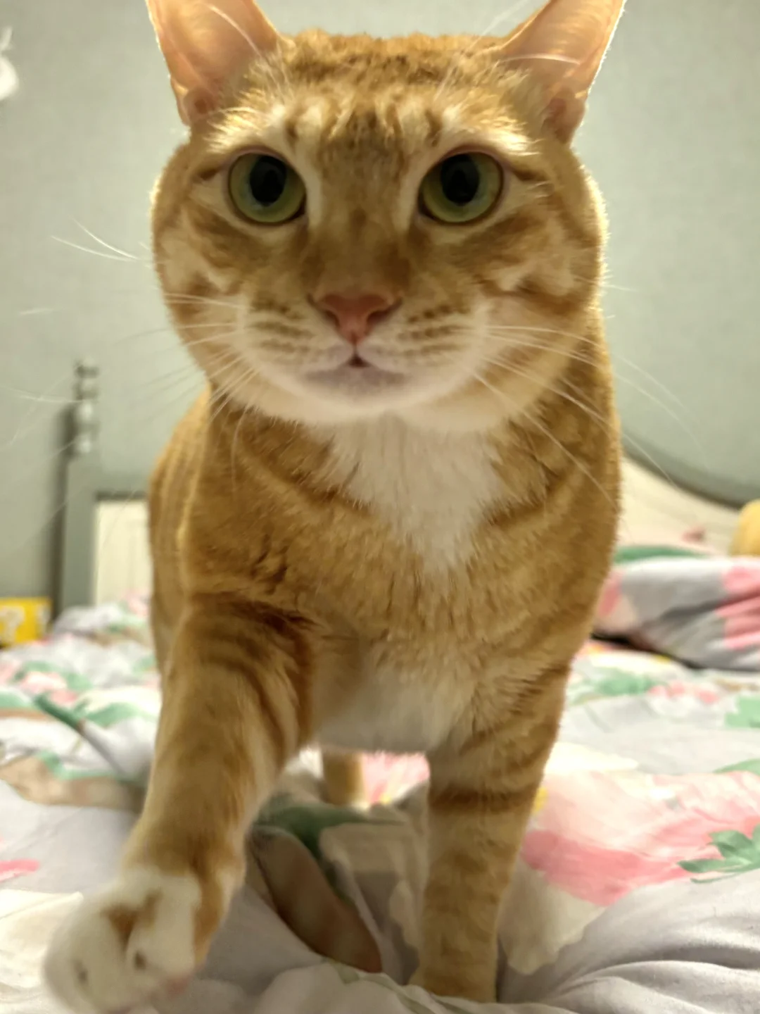人，你可以靠在咪的胸膛