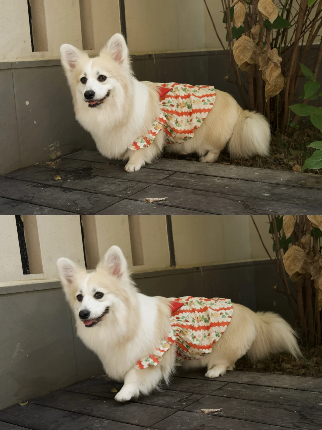 甜甜的奶白色小狐狸