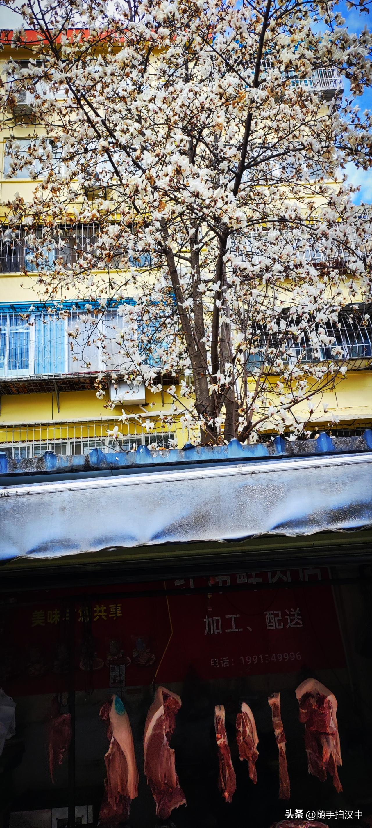 新年生活图鉴春天在哪里？没有了寒凉的风，处处草木青青，深深绿绿中间点缀着或白或粉