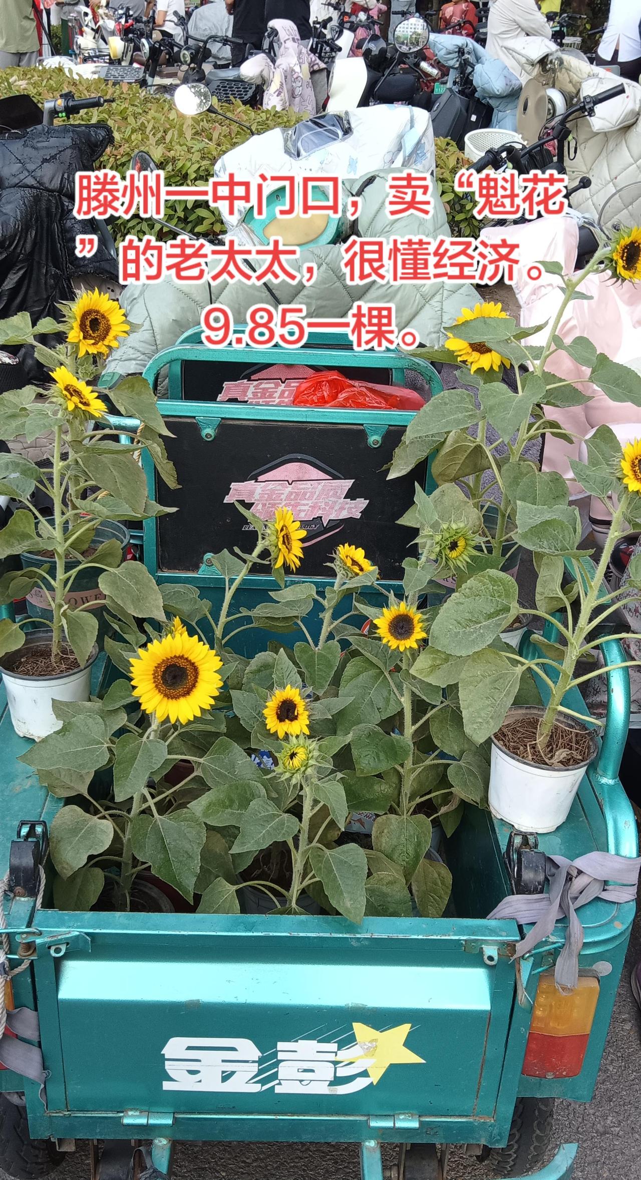 滕州一中门口卖“魁花”的老太太，懂经济。还会点心理学，9.85一棵。滕州人生意经