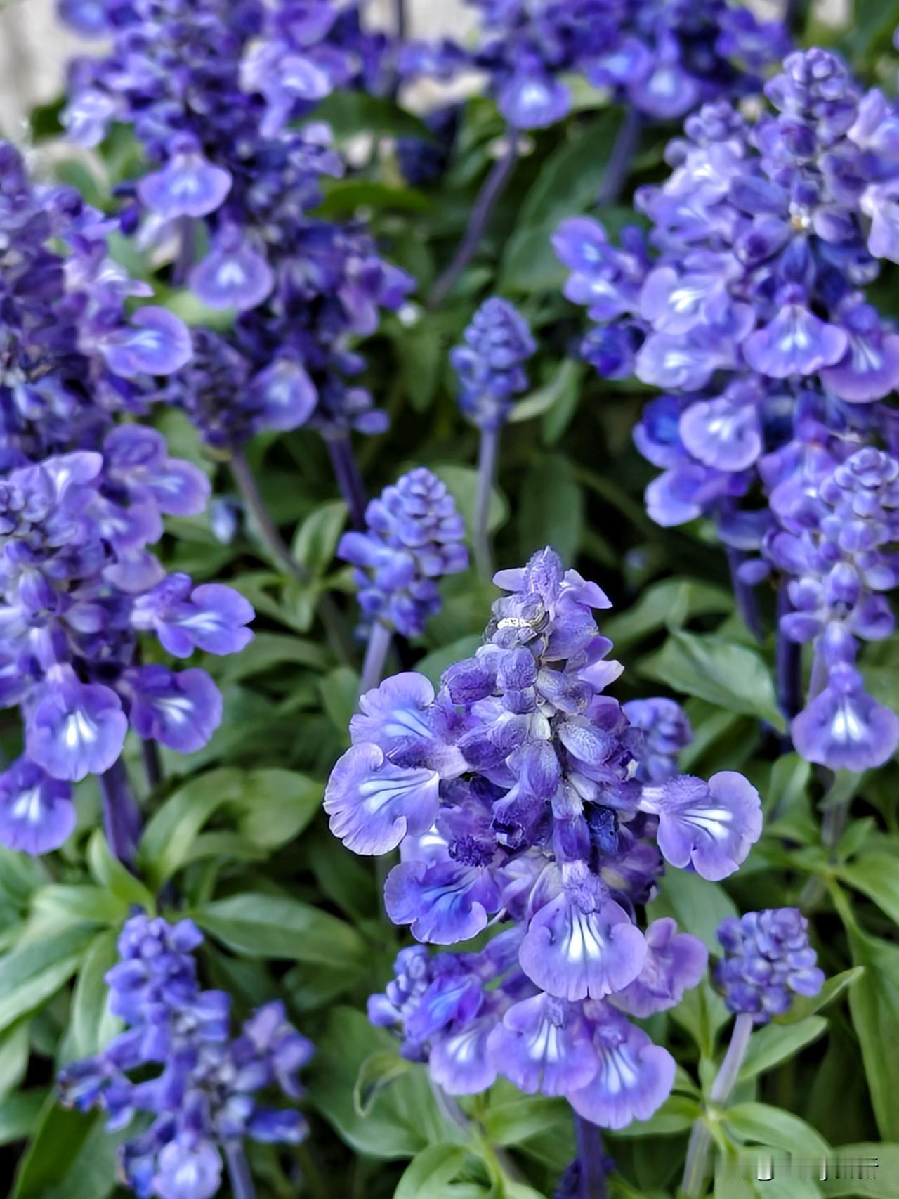 蓝花鼠尾草
青茎直立，花穗成行，
浅蓝漫染原野，柔香轻绕身旁。
花开岁岁从容，身