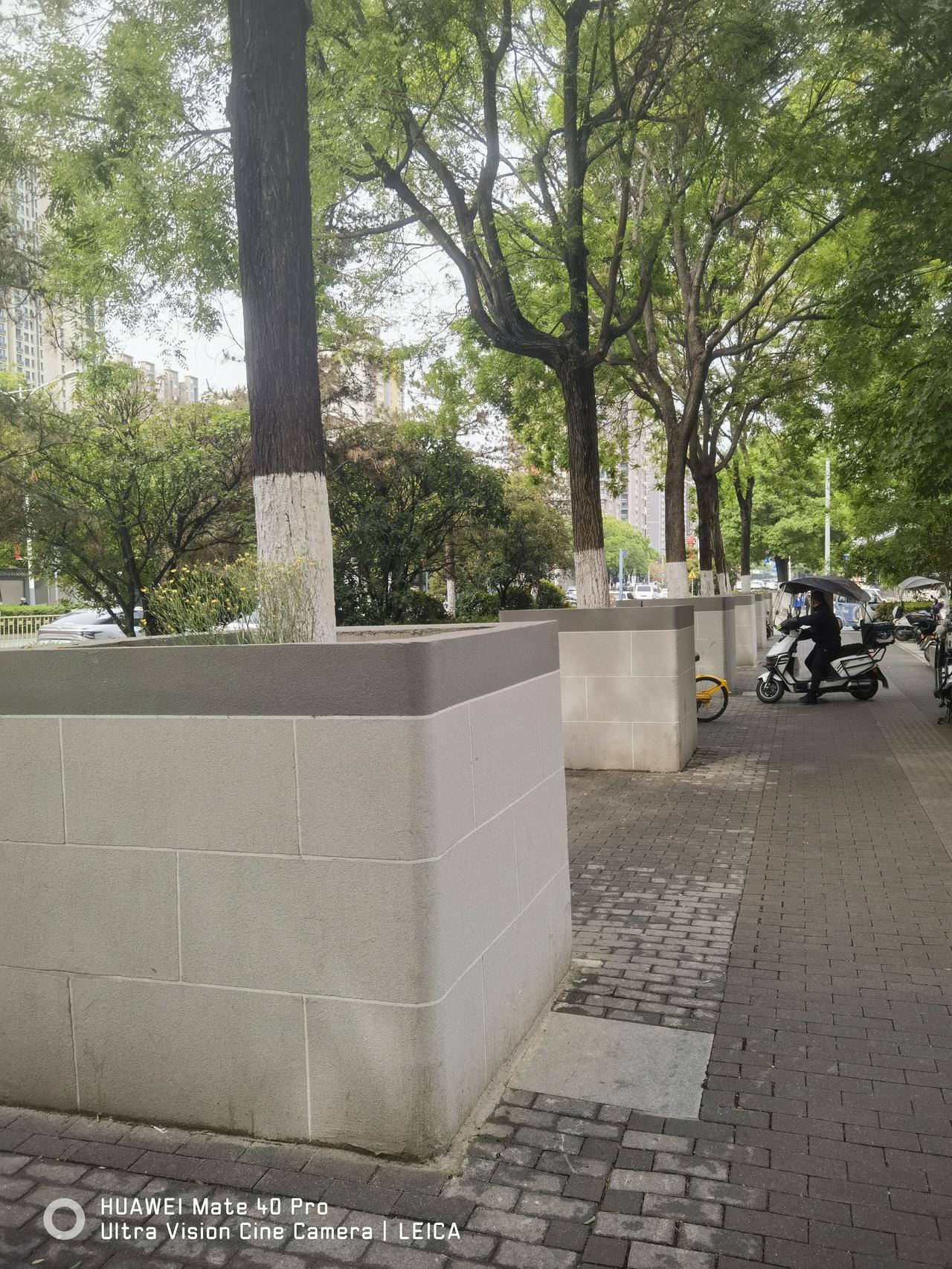 太奇葩了！用24砖墙把树围起来1.2米高，看不懂？哪位大神出来解释一下！今天路过