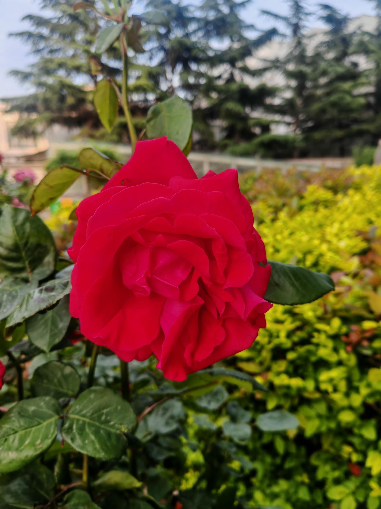 晒晒你拍的月季花这是春日里一朵盛放的红月季，花瓣层层叠叠，红得浓艳饱满，像一团热