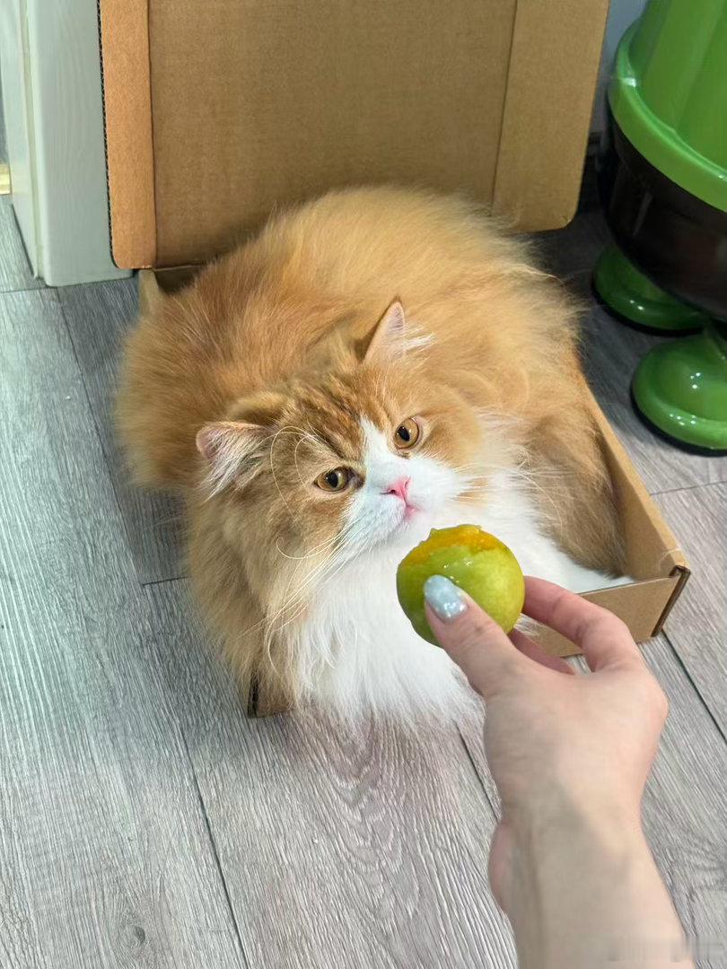 每日萌宠打卡萌宠[超话]胆小猫，怕死猫，除了猫粮，引诱它吃任何东西，它瞧都不瞧！