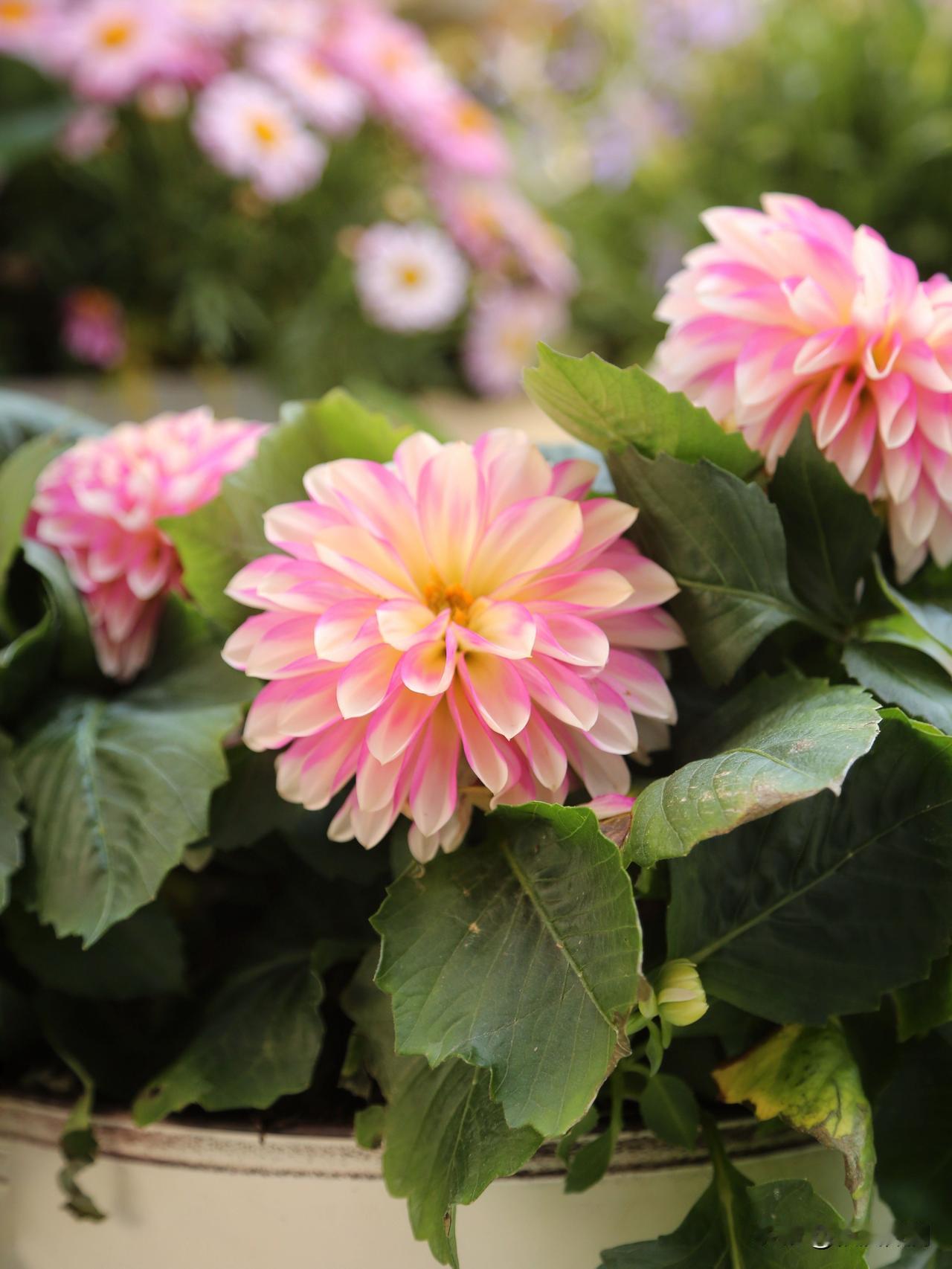 在上海花展上见到的新品大丽花，太漂亮了，是一种半透明的，朦胧的，梦幻的粉黄渐变色