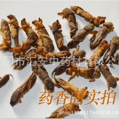 蝼蛄确实是中医里一味很有“脾气”的药，用量不大，但作用很直接。下面我把安全、传统