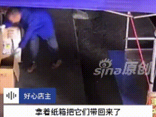 广西贺州，一位女店主瞧见流浪猫妈妈刚产下幼崽，彼时天寒又降雨，便找来一个纸箱，在