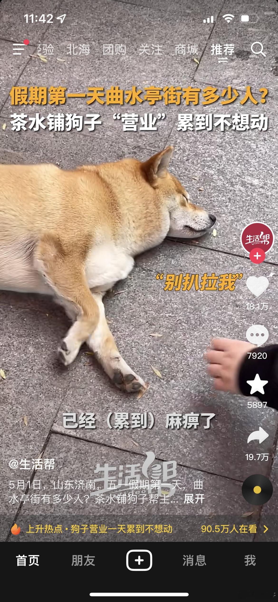 啊哈哈哈哈刷到了之前摸的狗子[哈哈][哈哈][哈哈] ​​​