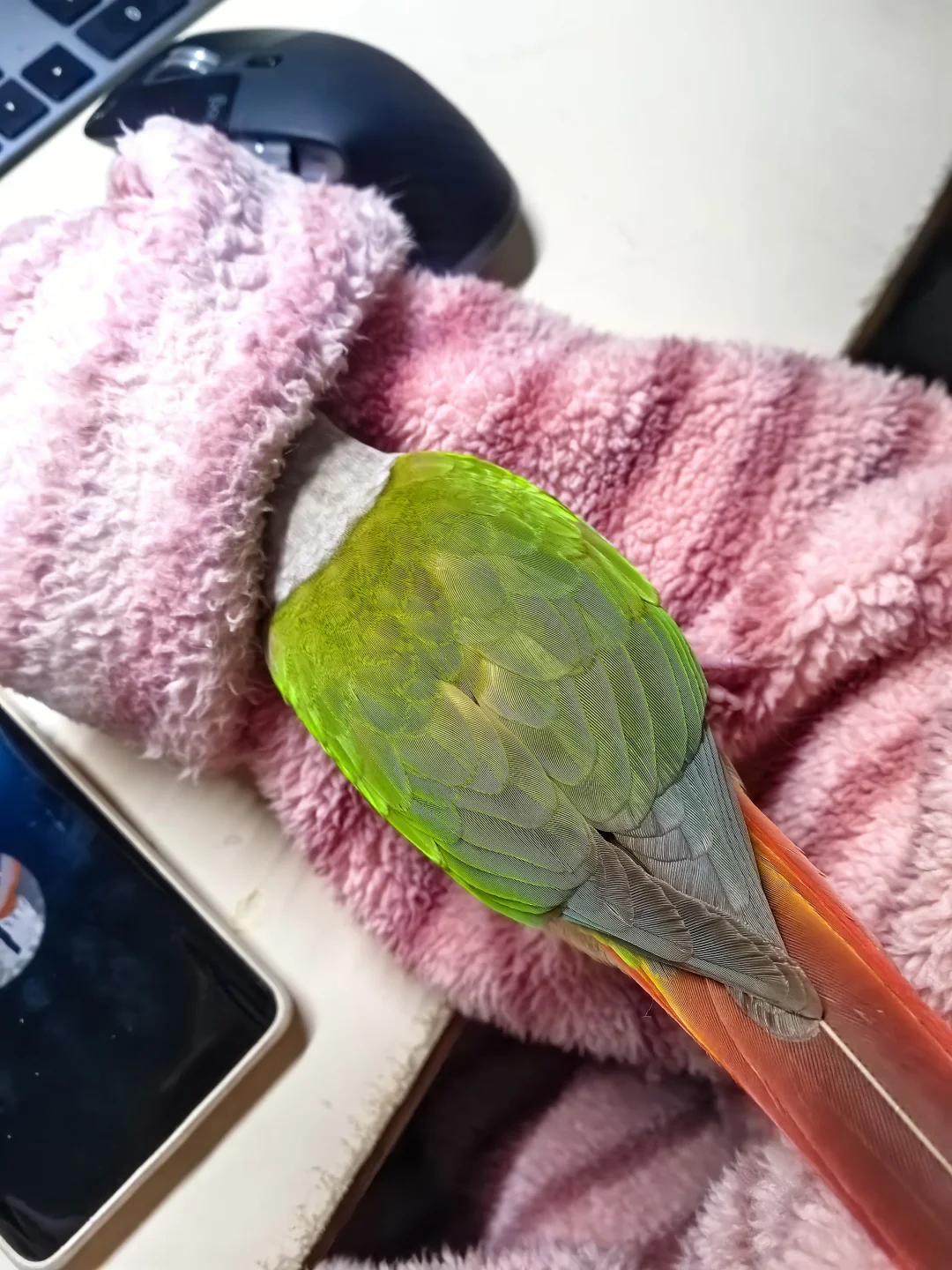谁懂啊！！头塞进去比较暖和？