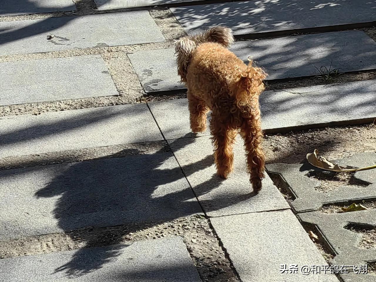 这只院子里的流浪猫与这条狗狗见面总是互相提防，真有意思。[大笑]
#发一张你相册