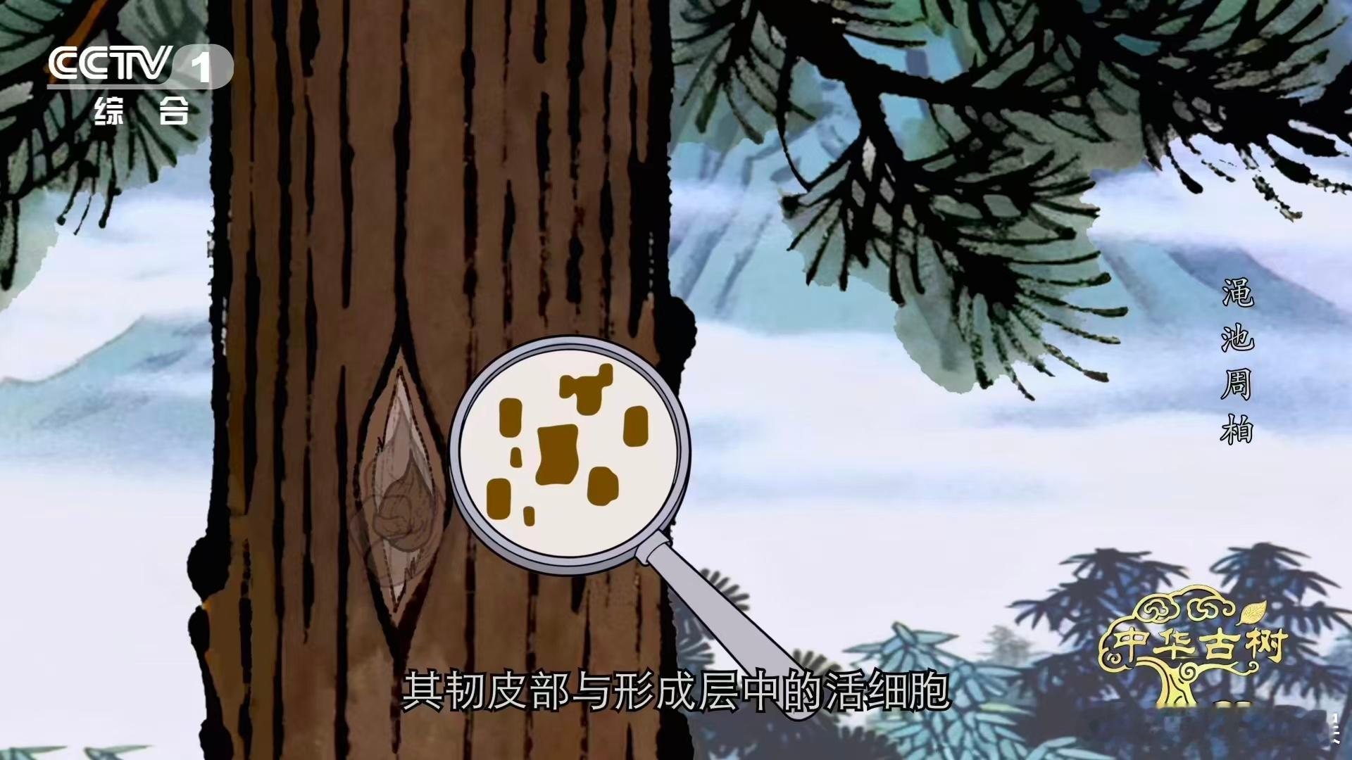 柏树受伤愈合成一种沧桑之美这株屹立在渑池县的侧柏，是中华古树里很特别的存在，它的