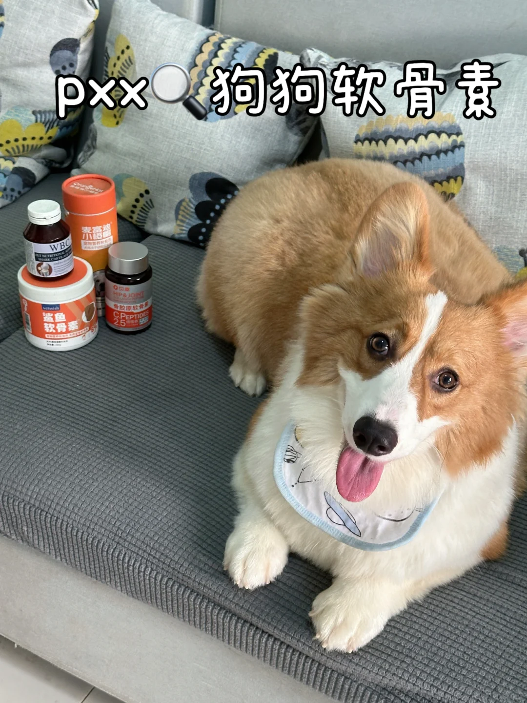 狗狗热门软骨素大测评