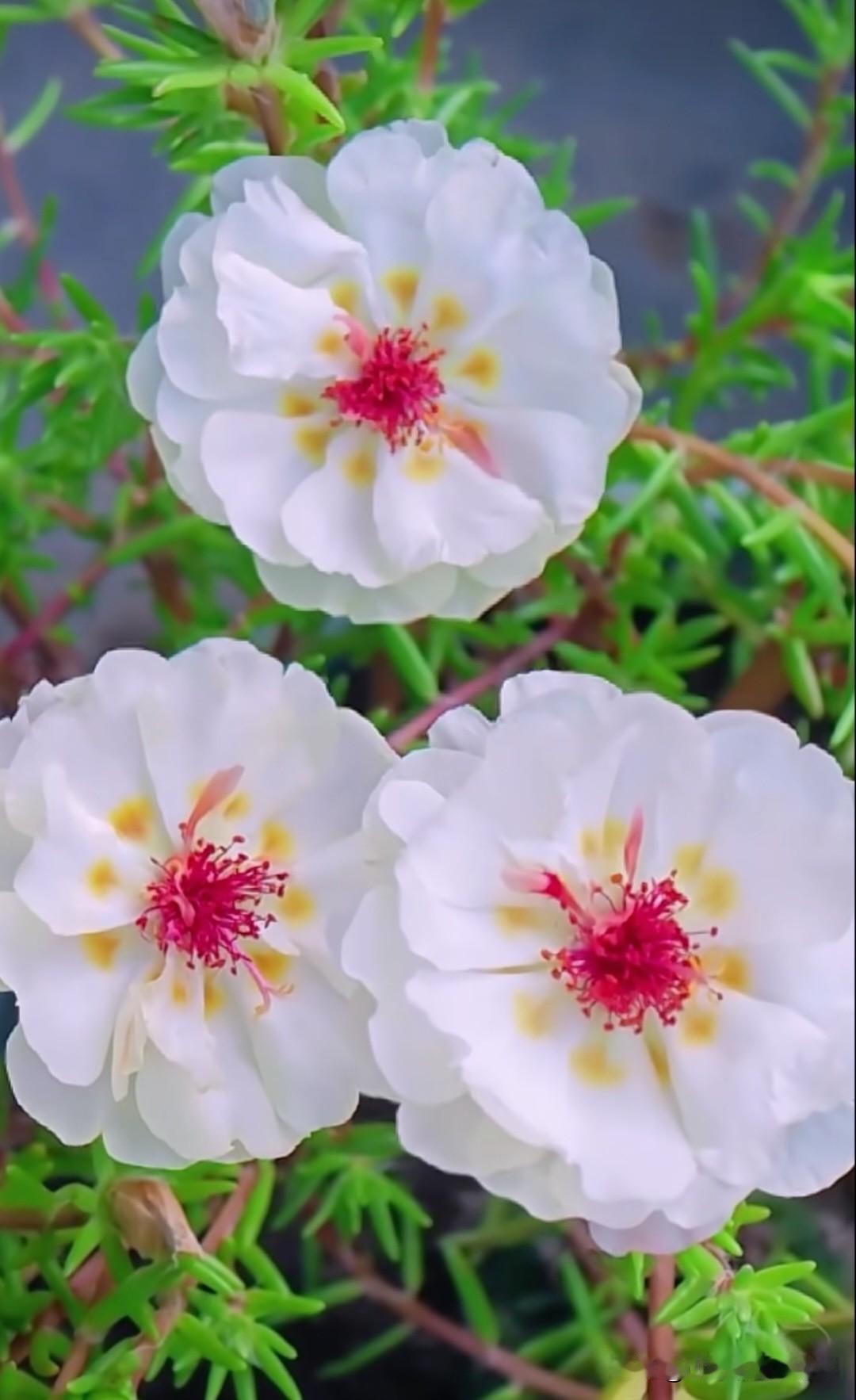 重瓣太阳花，花色丰富、层层叠叠，宛如 miniature 牡丹，是夏日阳台最耀眼
