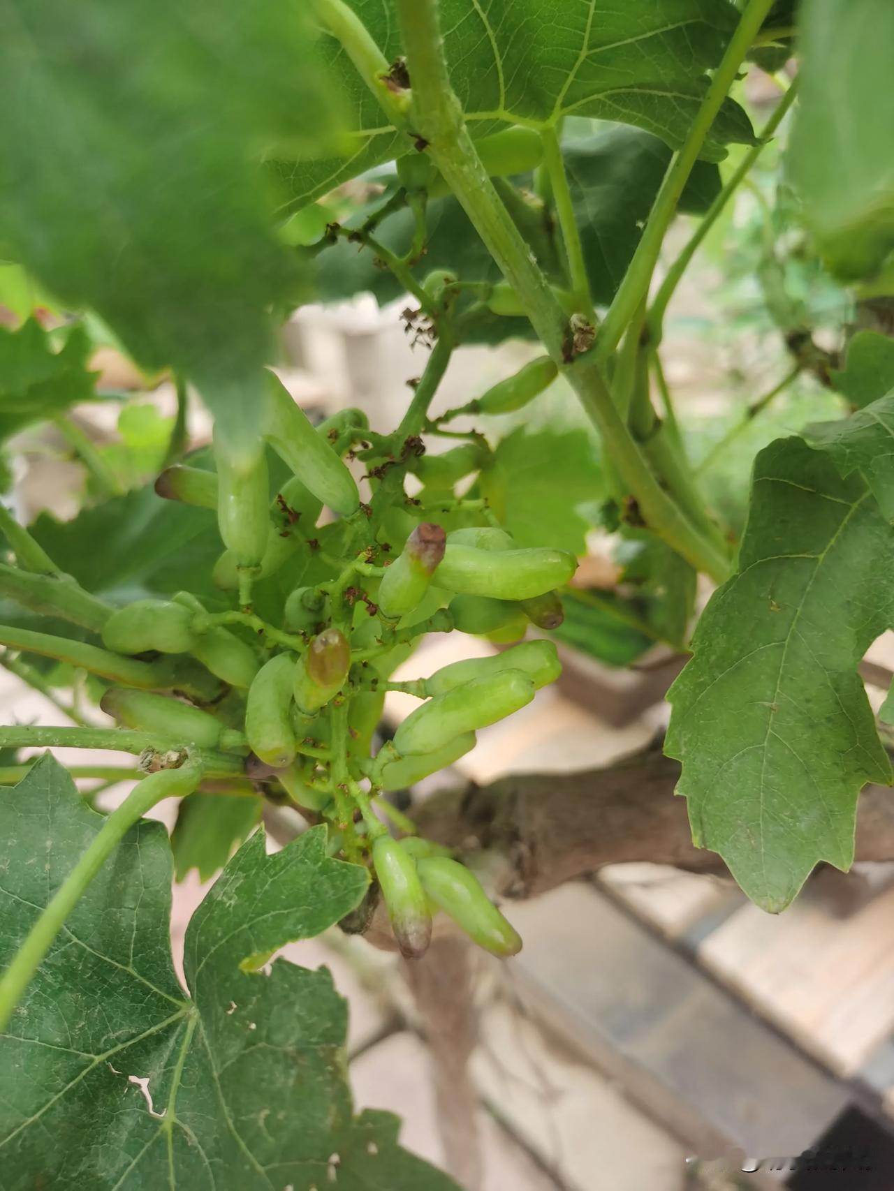 长的和茄子🍆一样的葡萄你见过吗