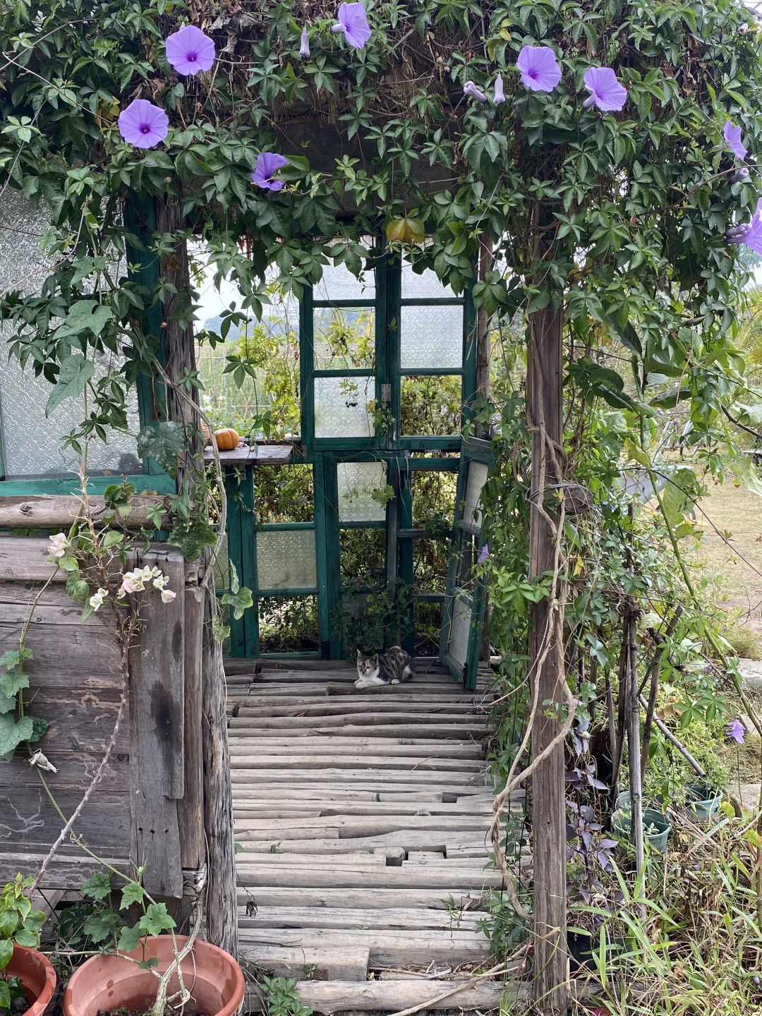 雨天木屋，花和小猫