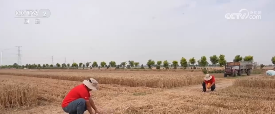粮食生产从“靠经验”迈向“靠科技” 优质小麦主产区交出夏粮丰产丰收答卷