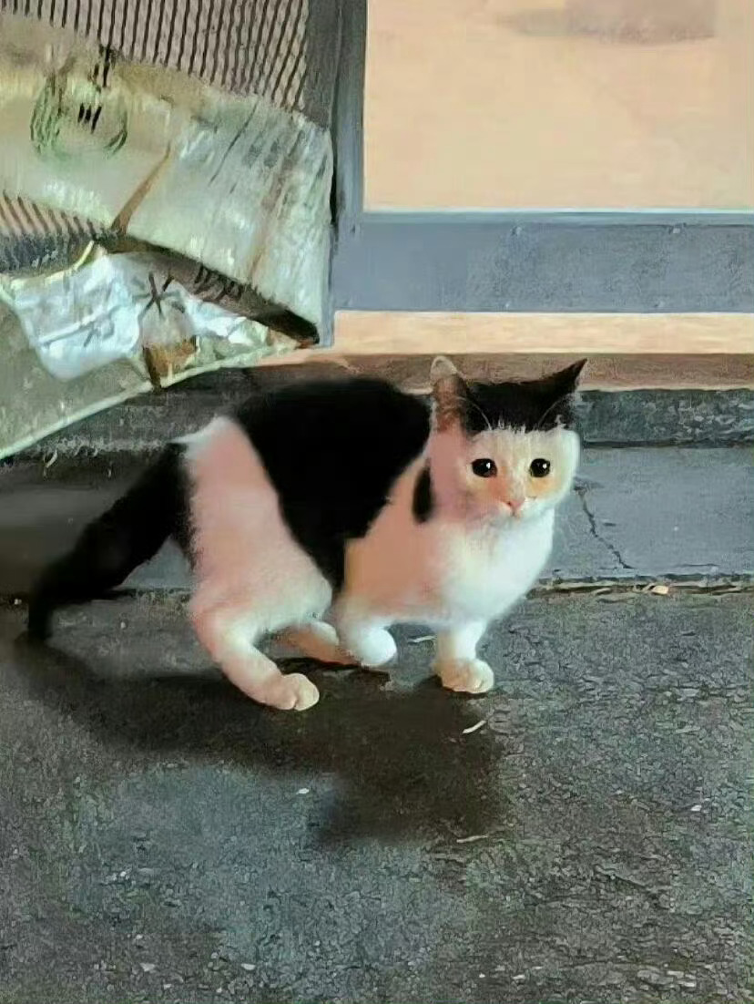 【奶牛猫】猫咪，你的平刘海儿在哪里剪的