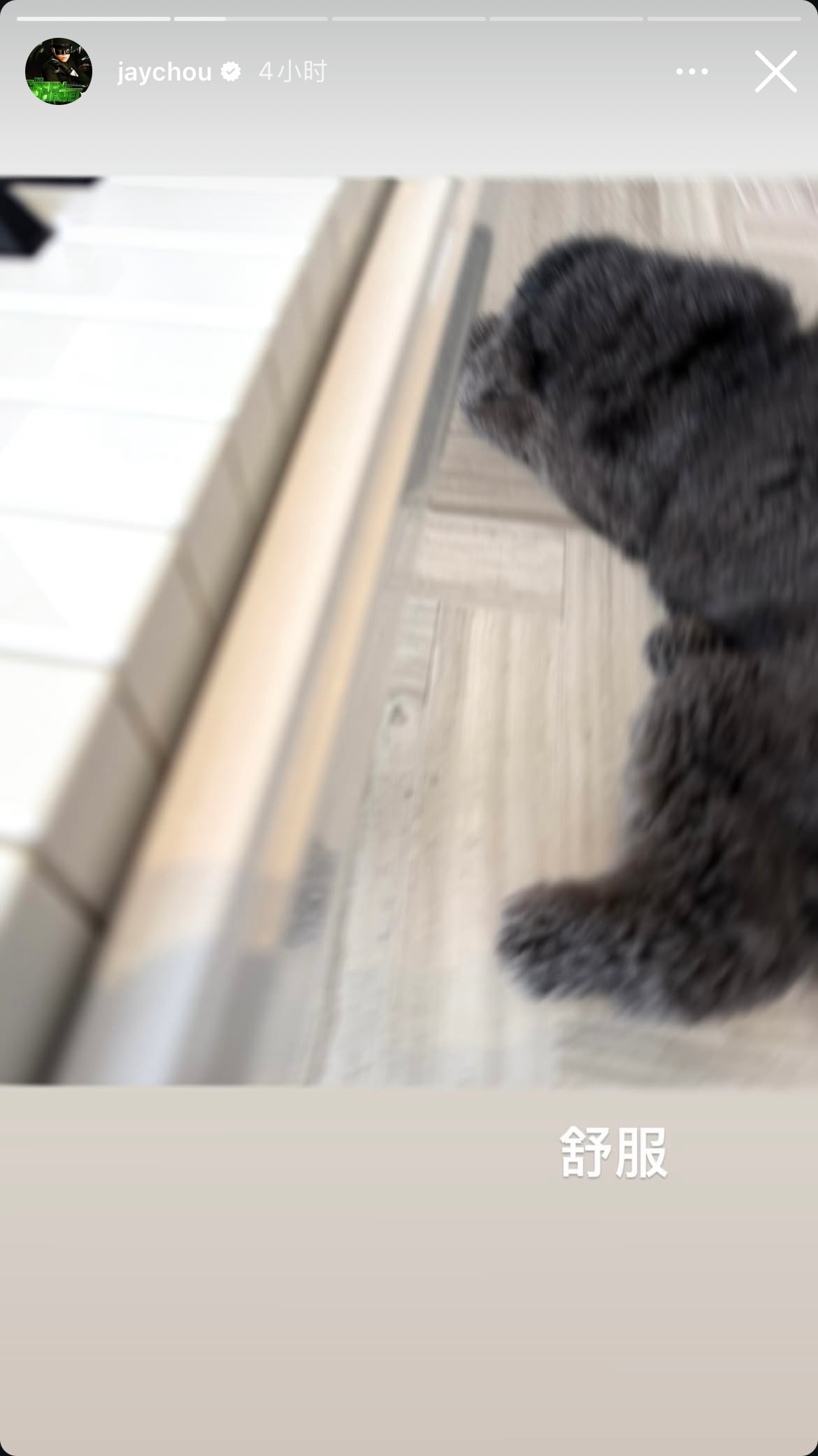 周杰伦更新动态：舒服 宠物界的忠实听众MOJITO 每次录音或是弹琴 都会来到脚