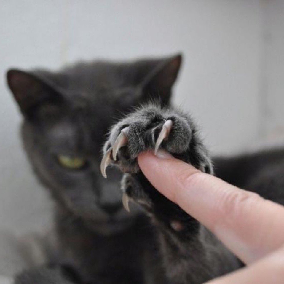 1747【】🐈⬛猫猫展示武器 