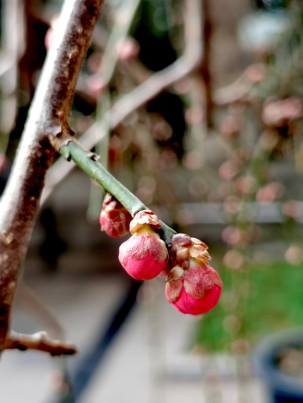 农家乐小院随手拍