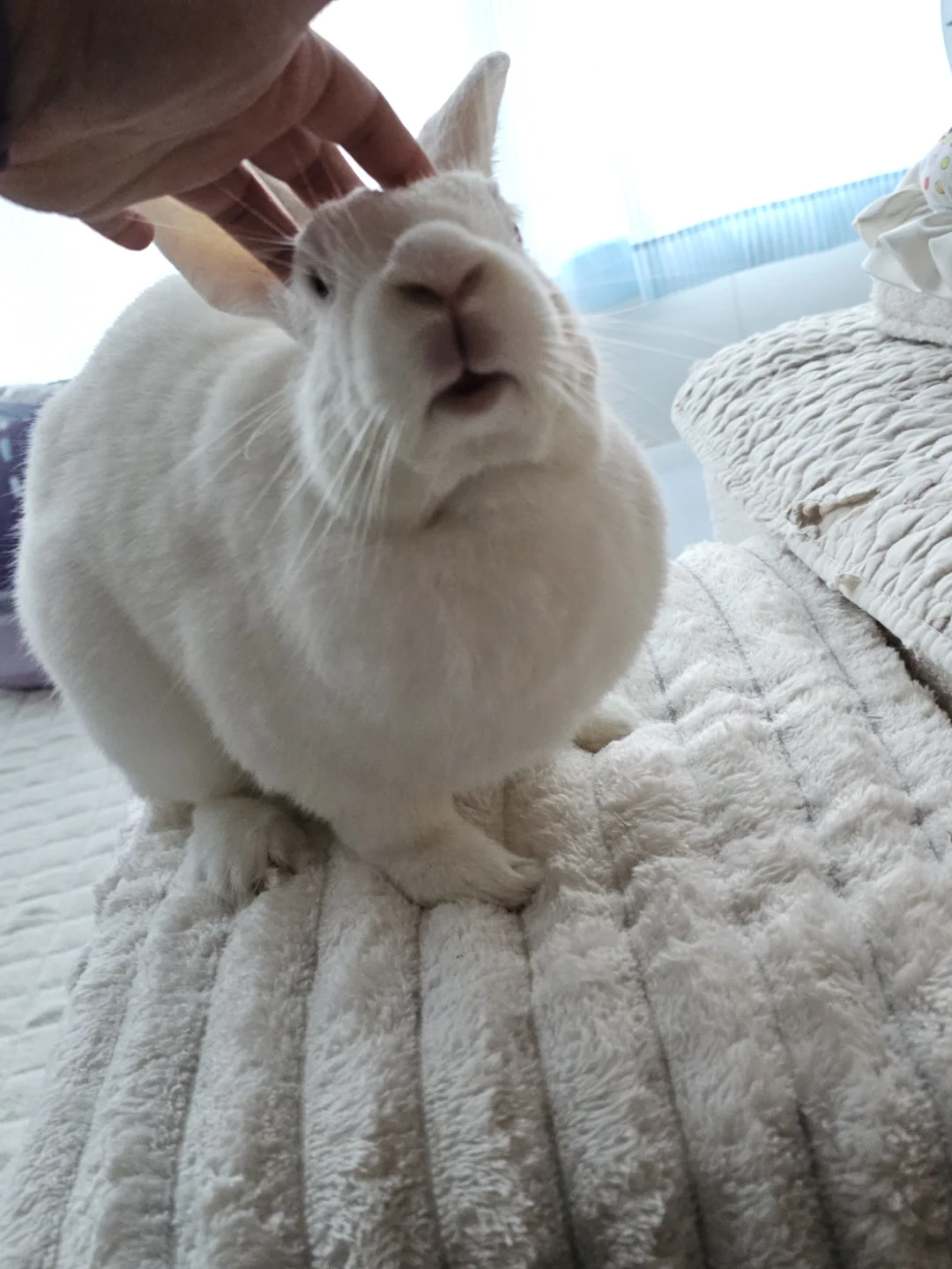 清早起床第一件事:摸摸崽崽头！