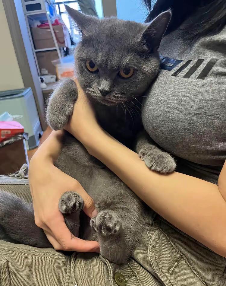 看看我家的喵喵咪好看吗？谁家有喵喵咪的，也拿出来看看。