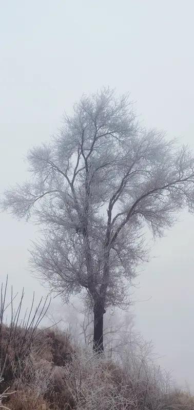 雾凇简直就是大自然打造的“冰雪童话”！就说渠县临巴镇秀岭春天，上周六凌晨零下三度