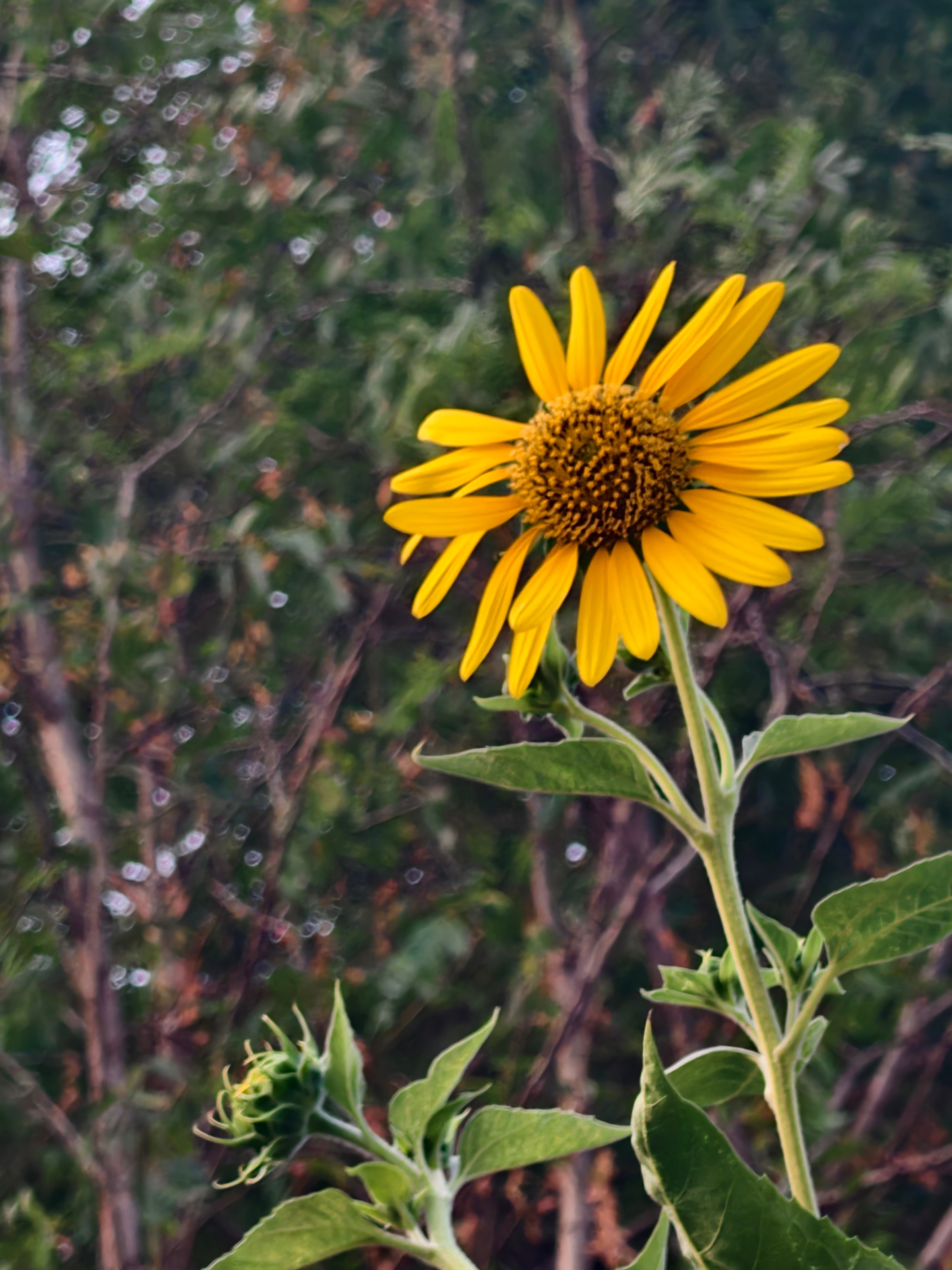 无论走到哪里，看到向日葵🌻都想拍下来[心] ​​​