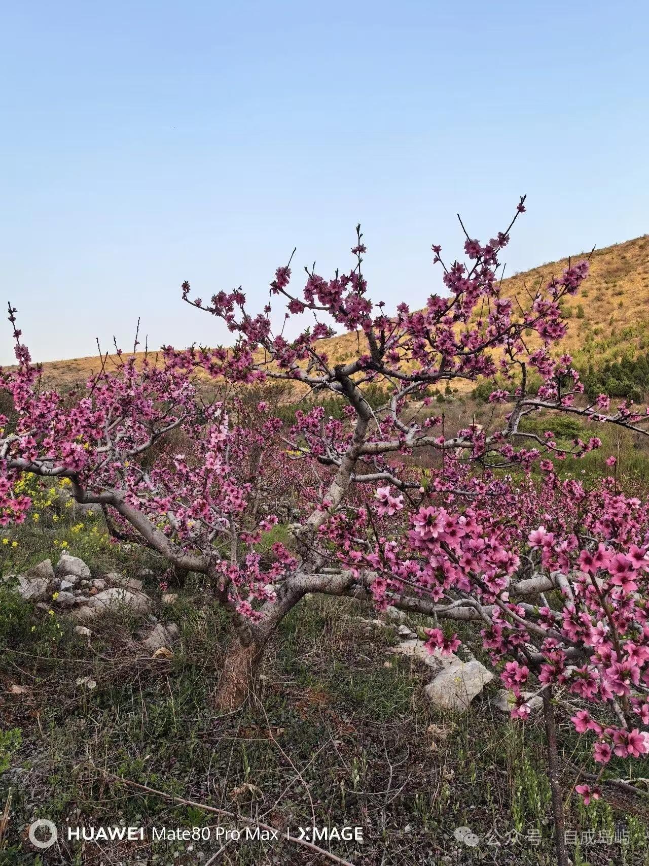 春日桃海
暖日和风次第裁，
千枝桃艳映楼台。
粉香漫逐春风去，
一片红云踏雪开。