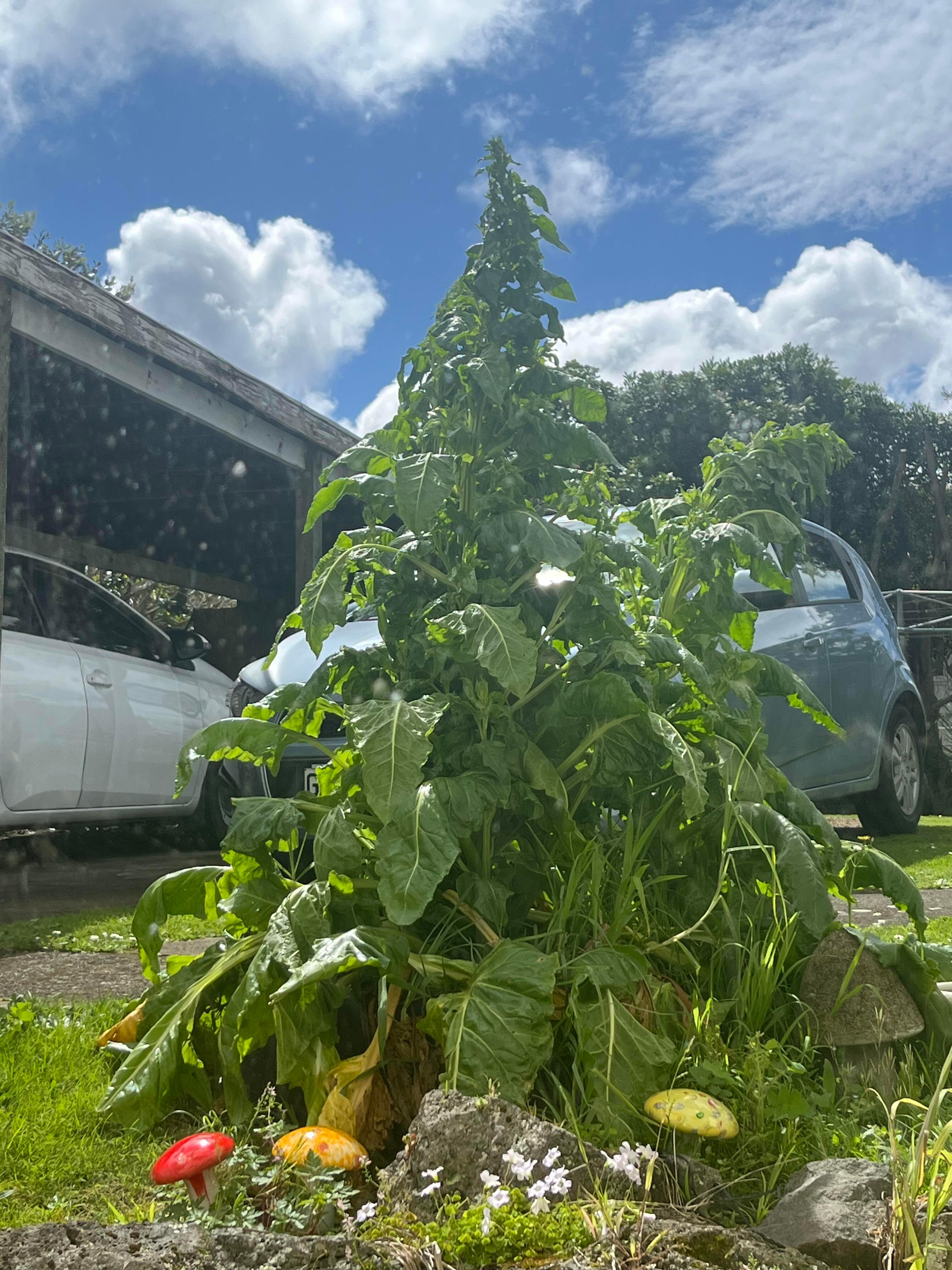前室友种的菠菜突然长得巨大 ​​​