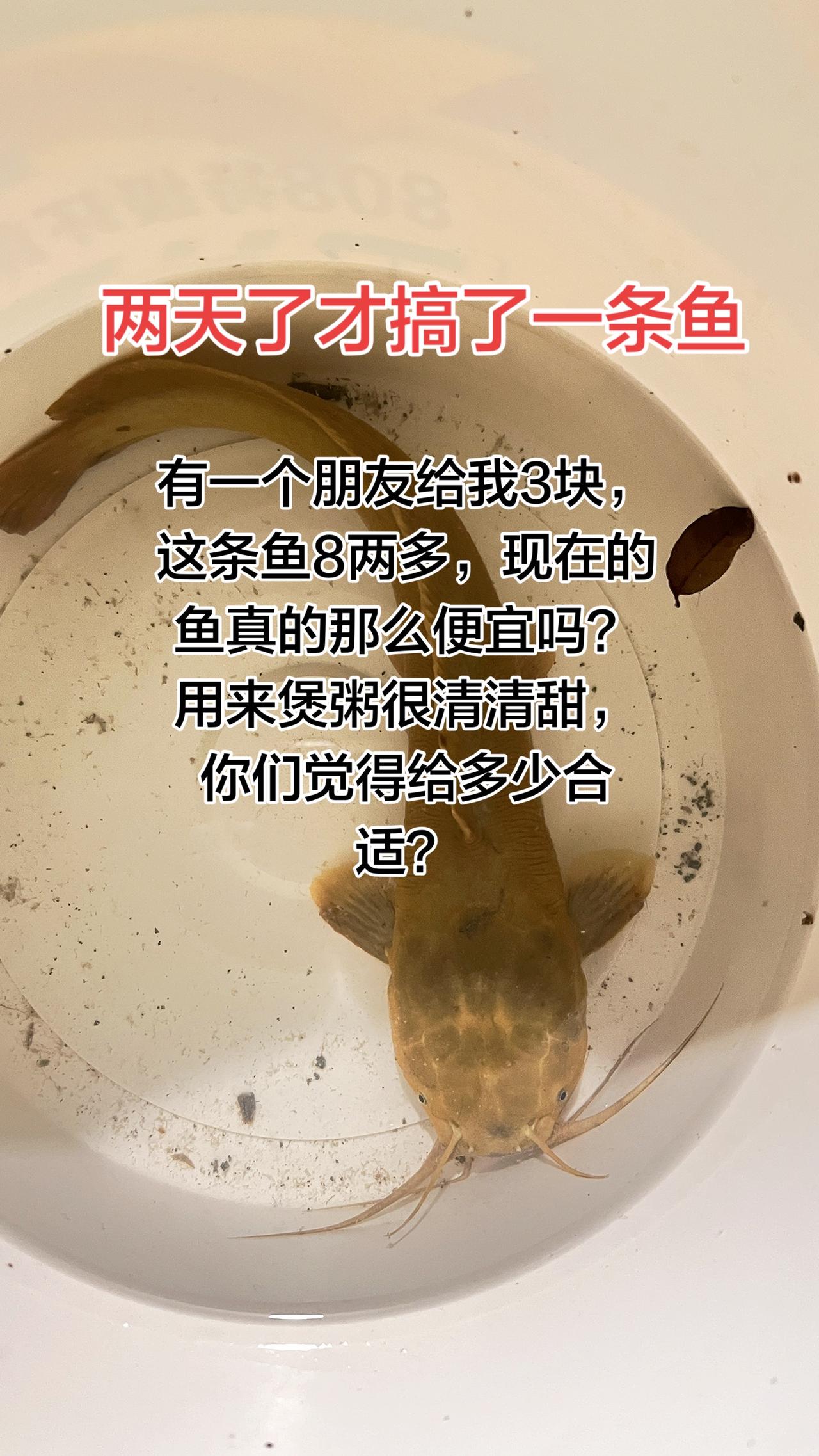 八两的鱼给三块你们接都便宜吗？两天了才搞了一条鱼，这一越来越少，不知道哪里去了。