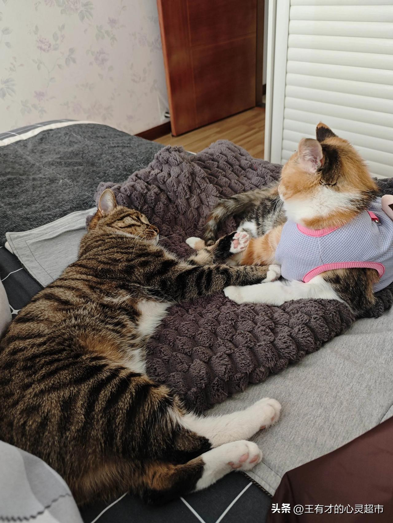 两个家伙有打架了！