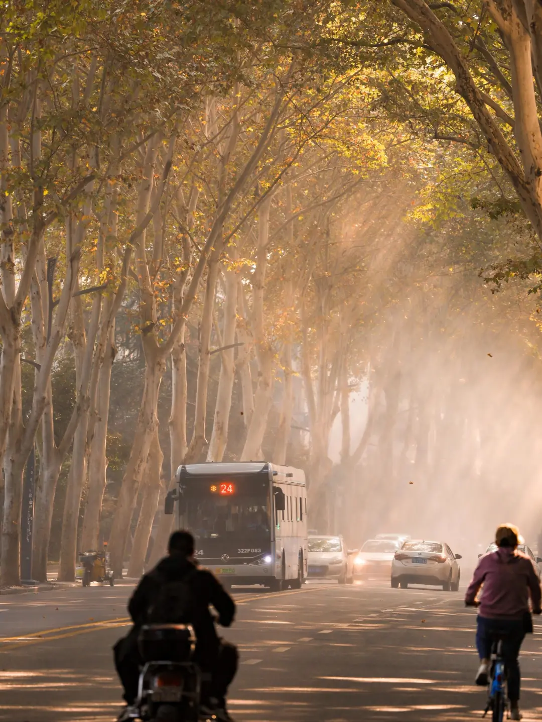 不是南京❗️武汉可以封神的6⃣条林荫道