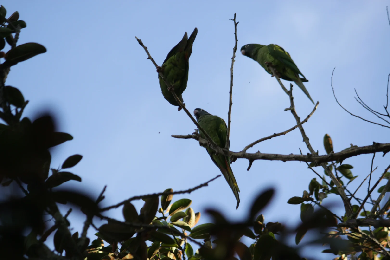 在里斯本市区公园里竟然拍到了野生鹦鹉🦜