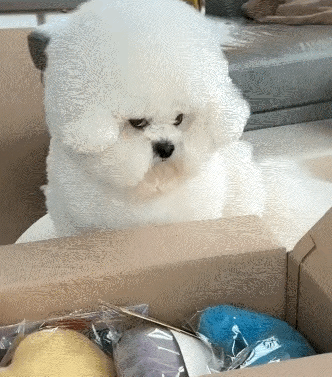 修狗：不是说给我买玩具吗？这买的什么玩意啊？