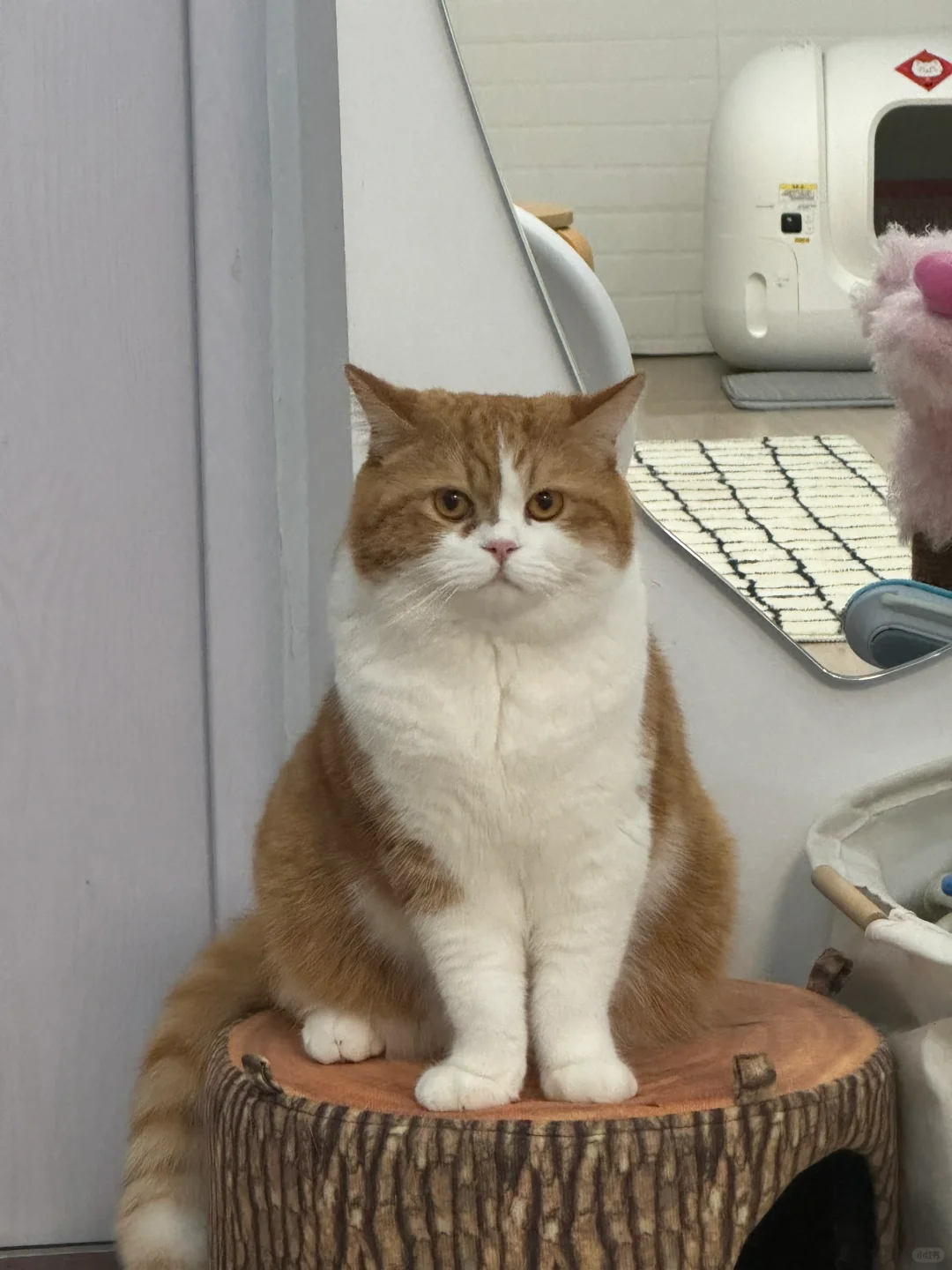 家门口站岗的保安🐈