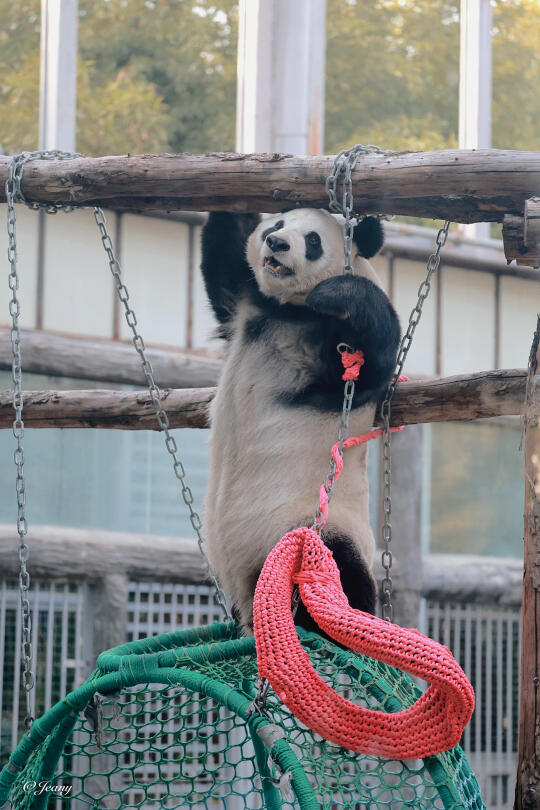 2025.2.15端午一枝花花点点今天可玩嗨了🐼