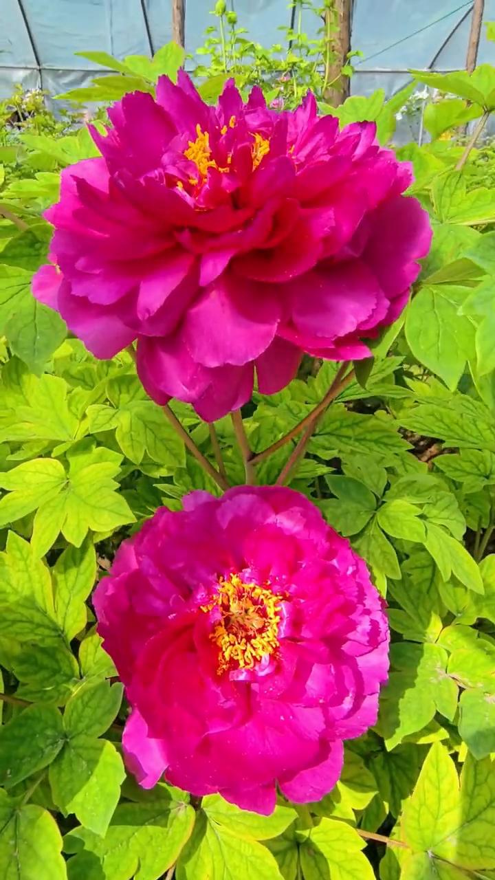 早开牡丹惊艳绽放。
朋友们，洛阳王城公园的第一批早开牡丹已经惊艳开放，让我们透过