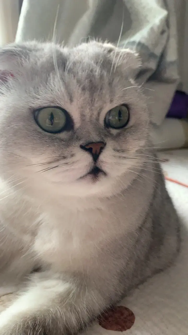 你们的小猫都长什么样