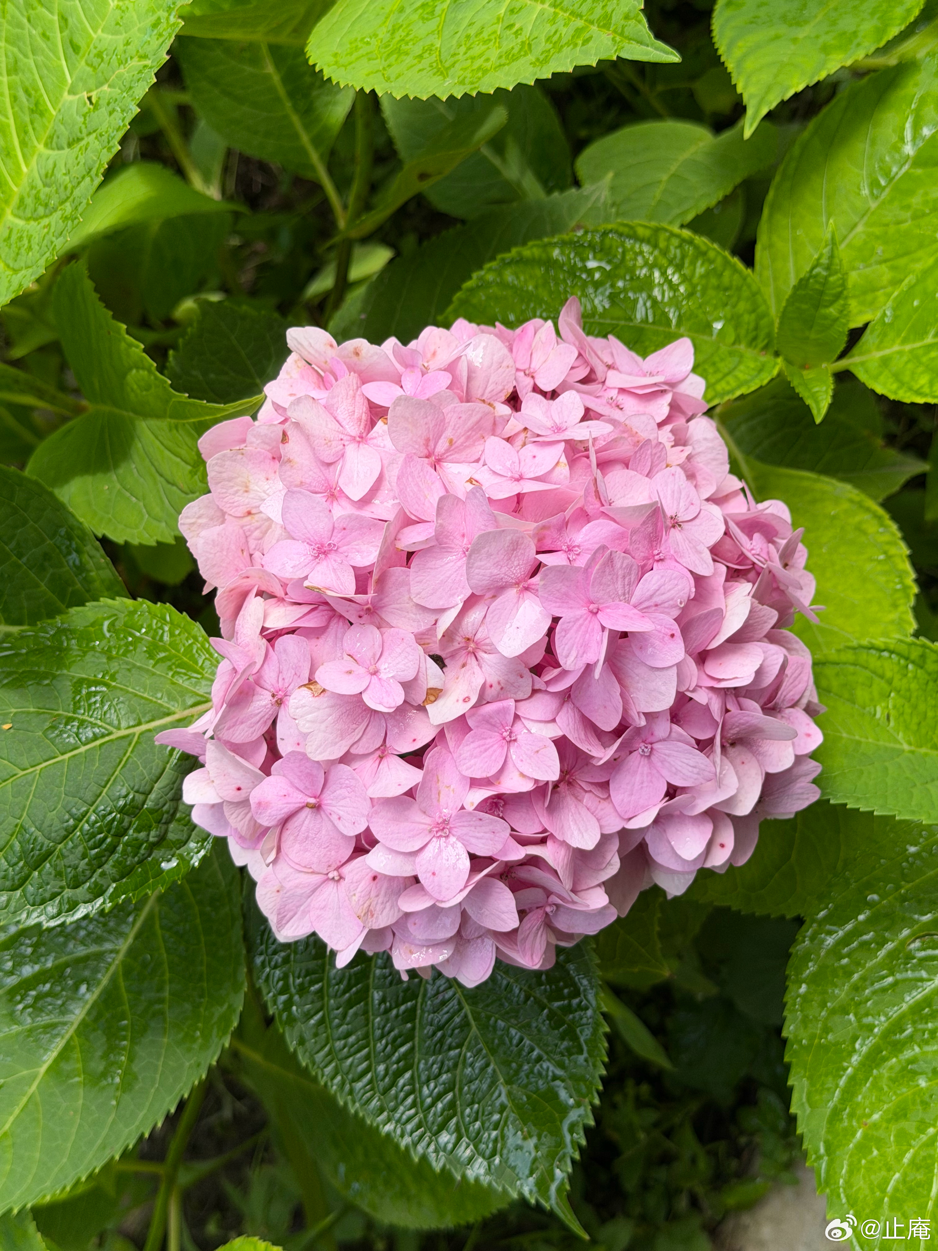 我家的绣球花。前些时在日记里写道：我很喜欢绣球花，不仅颜色漂亮，尤其是蓝色的，而