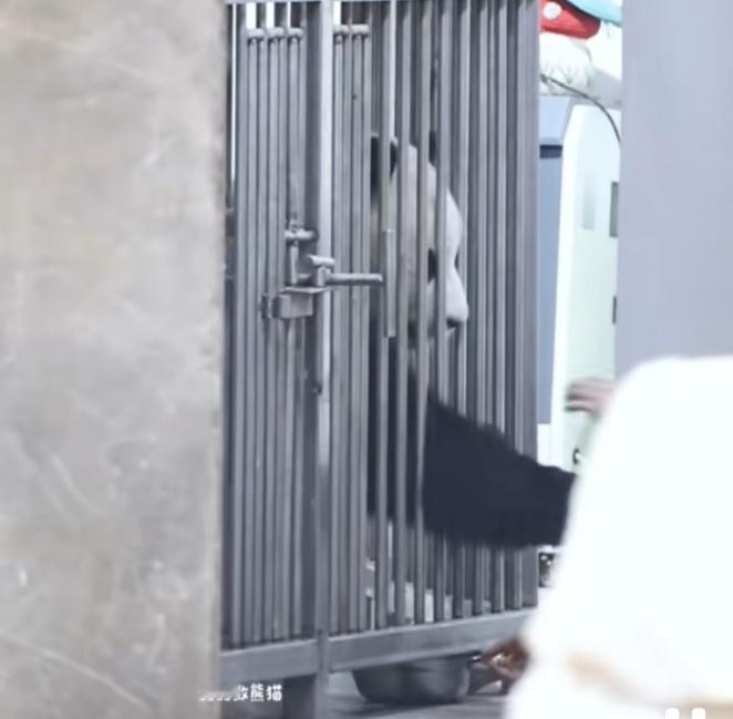 国宝也很重感情，它们不会说话，但是它们勇于把自己的感情用行动表达出来，不会吝啬于