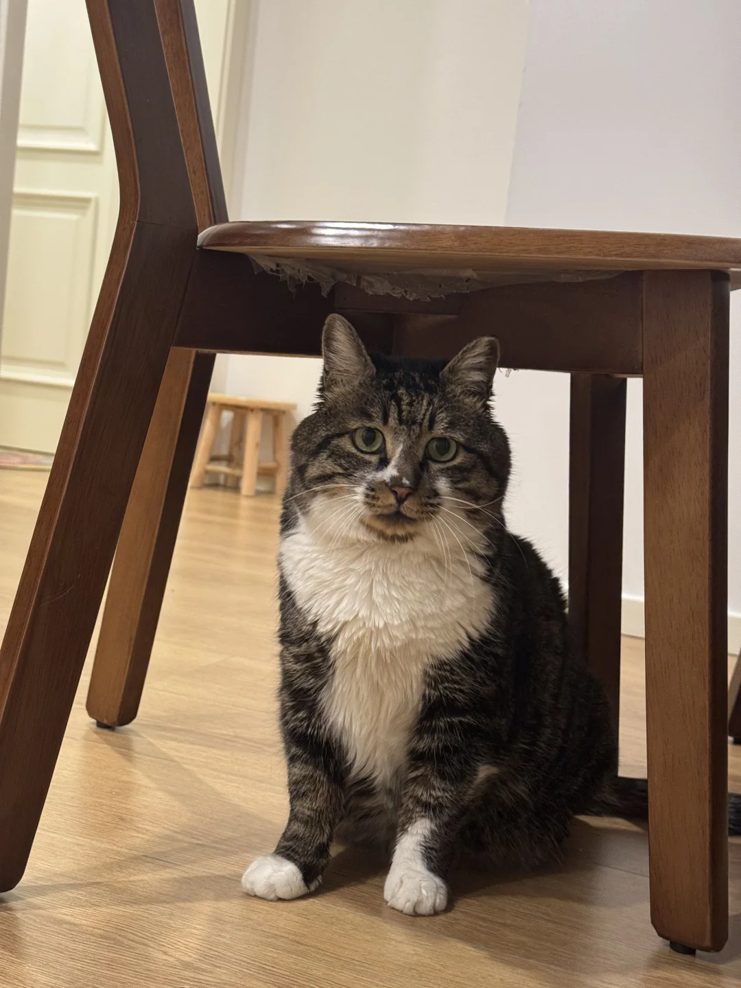 我的小猫喜欢呆在有天花板的地方