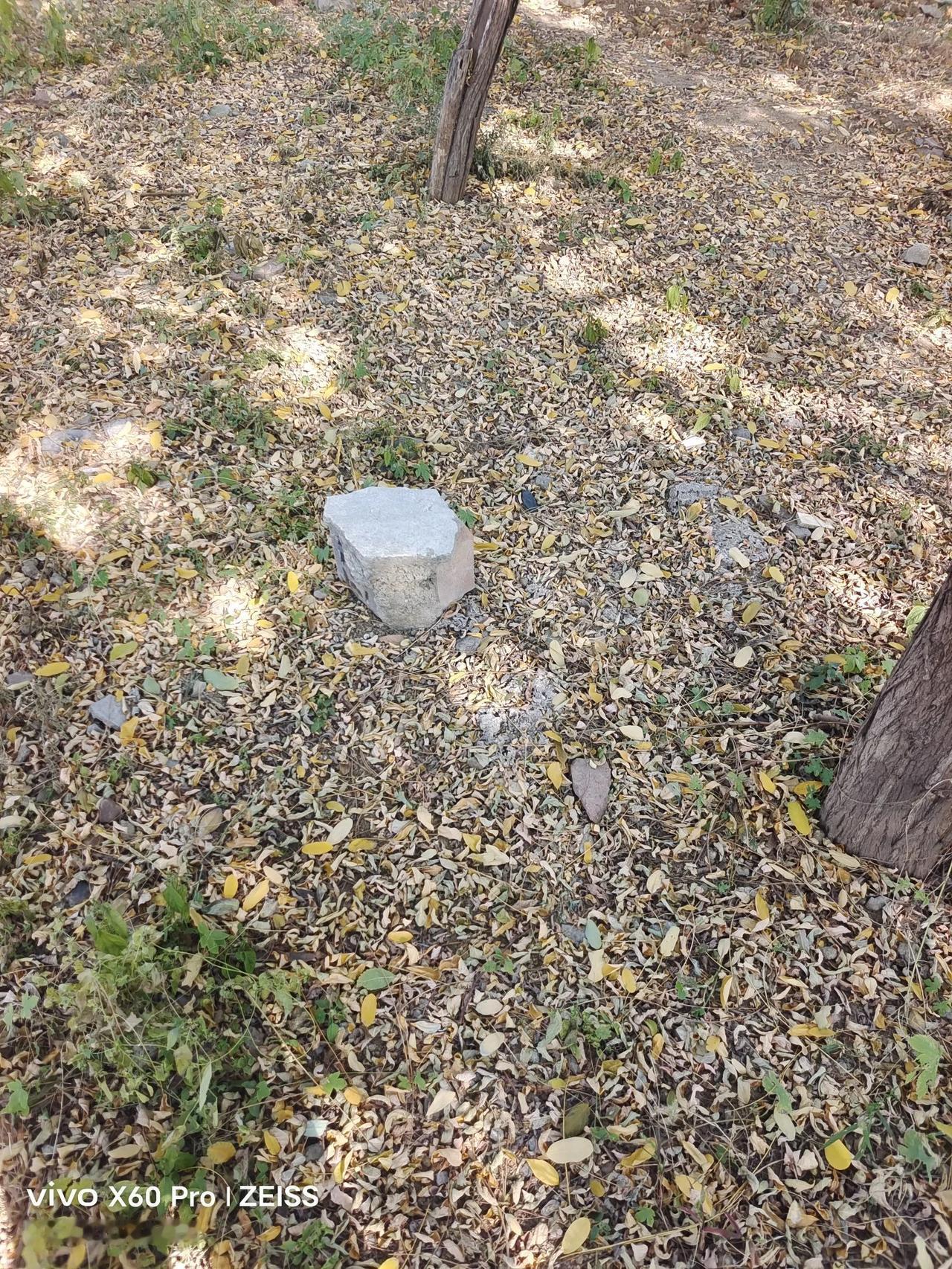 秋风扫落叶，冬天离我们越来越近了，今年夏天还坐在这个小石头上凉快，那个时候大树还