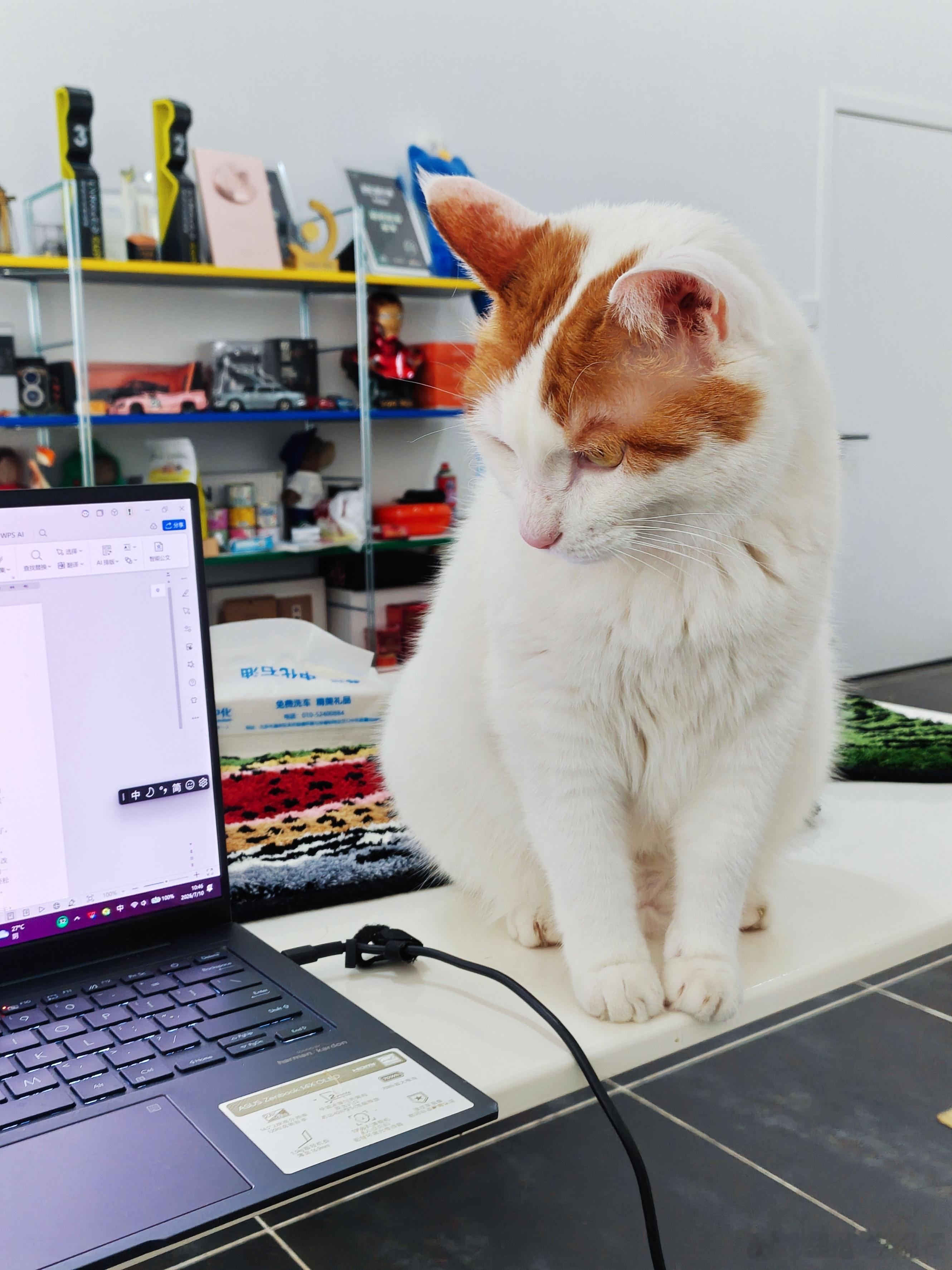 小猫小猫你是有什么心事吗? 
