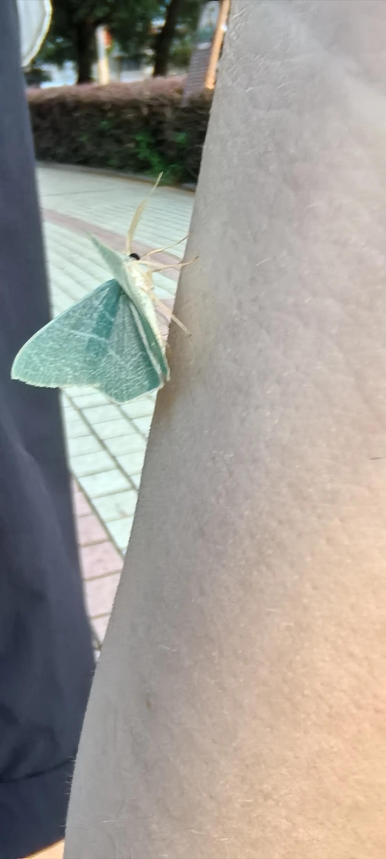 花没有，蝶到引来了一只[比心][呲牙]