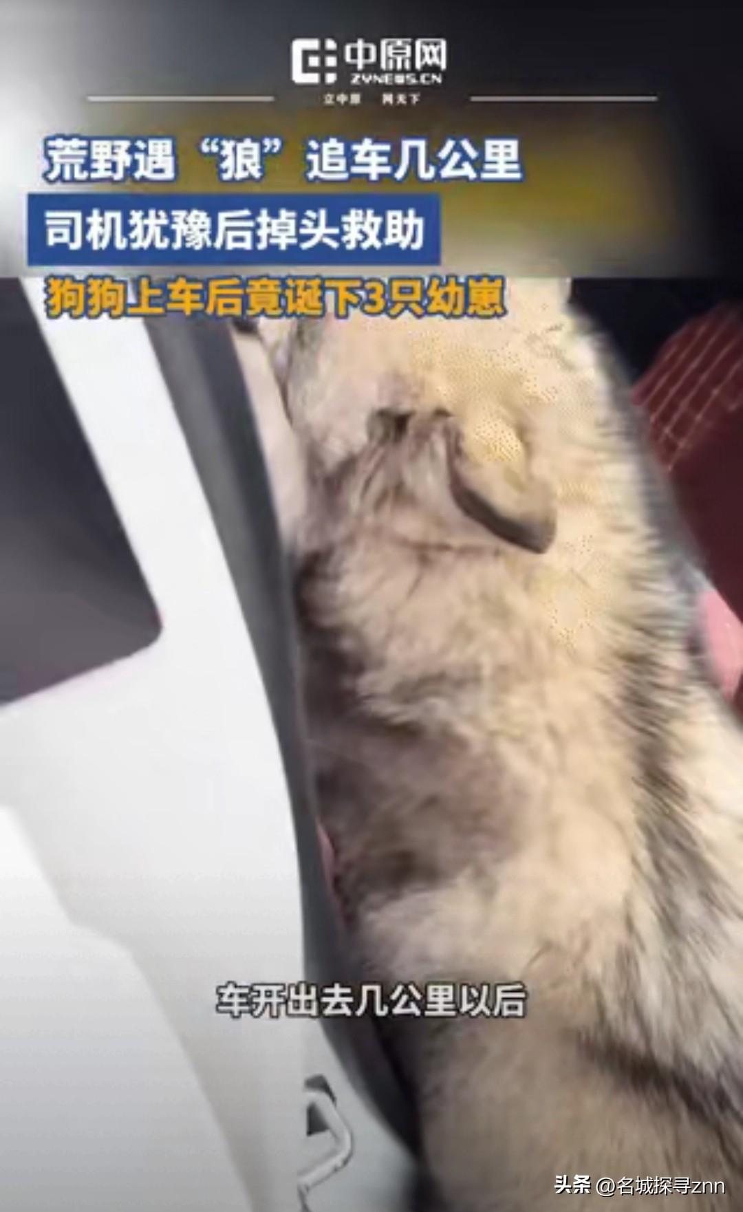 黑龙江，女子开车遇到一只狗狗追车，一直追了好几公里，不肯放弃，女子不忍心，掉头回