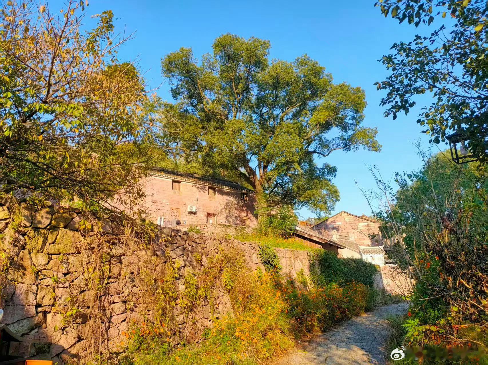 台州三门青年在青石巷中寻根砺行三门沙柳青年走进黄泥洞古村，在青石巷与垒石民居间触